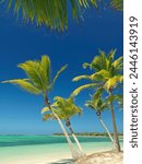 Palm trees and white sandy beach, Bavaro Beach, Punta Cana, Dominican Republic, West Indies, Caribbean, Central America