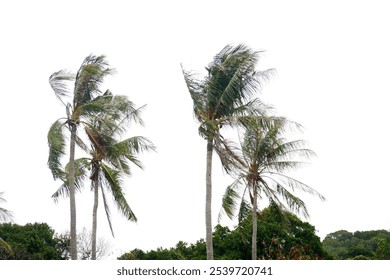 palm trees in the wind
