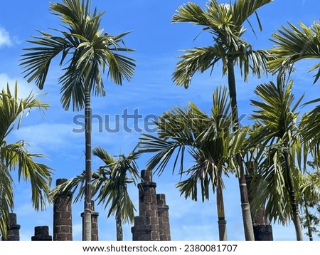 palm trees in the wind.