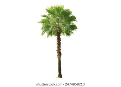 Palm trees with the word palm on the bottom. Palm trees Isolated tree on white background - Powered by Shutterstock