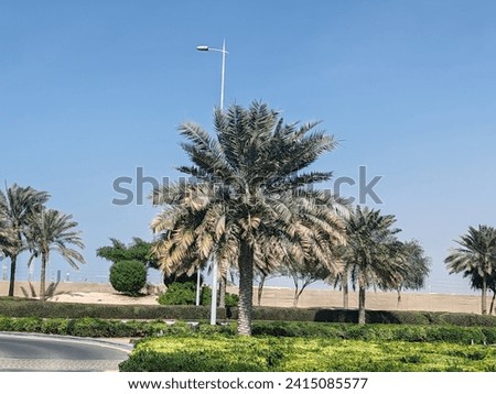 Palm tress, Palm date tress with green landscaping having Blue SKY background, Palm date tress 