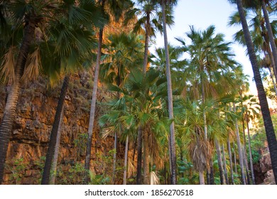 Palm Tress In Gorge Kimberley WA