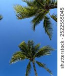 palm tress on bright blue sky