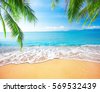 sea beach palm