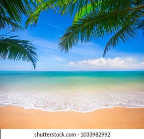 Palm Tropical Beach Stock Photo 558584995 | Shutterstock