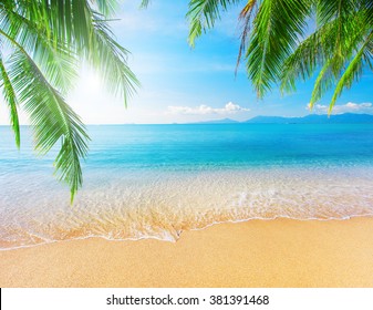 Palm Tropical Beach Stock Photo 569532439 | Shutterstock