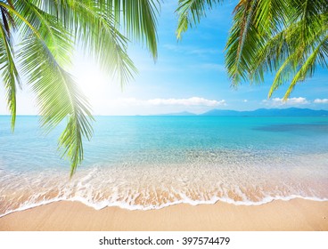 Palm and tropical beach - Shutterstock ID 397574479