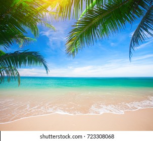 Palm Tropical Beach Stock Photo 558584995 | Shutterstock