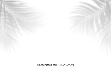 Palm tropical leaves shadow overlay on white background - Shutterstock ID 2164129291