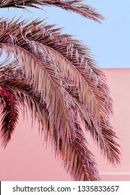 Palm Tropical Pastel Colours Design. Canary Island. Travel Vibes