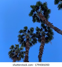 Palm View At Malaga City Centre