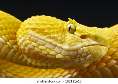 Palm Viper / Bothriechis Schlegelii