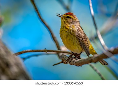 Palm Warbler Magee Marsh Wildlife Area
