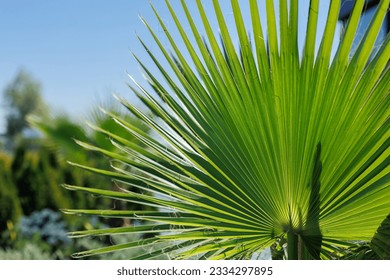 Palm Washingtonia in the nursery for plants. .The concept of tropical plants