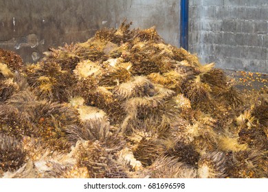 Waste Of Palm Oil Images, Stock Photos & Vectors | Shutterstock