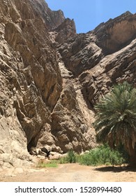 Palm And Water In Neom Saudi Arabia 