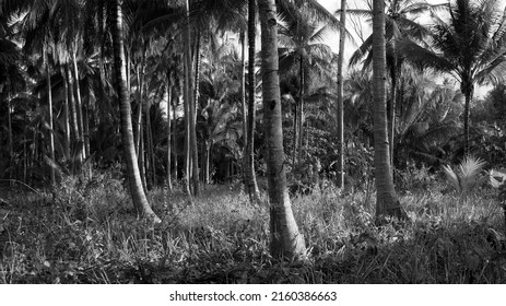 Palm Woods On Bangka Island