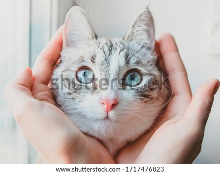 The palm of your hand carefully embrace the face of the Siamese