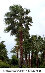 Palma during a storm.