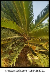 Palma Plant  With Long Green Leaves Emanating From  Main Stem.