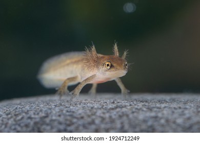 Palmate Newt In Larval Stage
