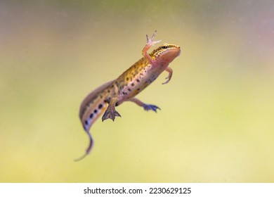 Palmate newt (Lissotriton helveticus) colorful aquatic amphibian male swimming in freshwater habitat of pond. Underwater wildlife scene of animal in nature of Europe. Netherlands.