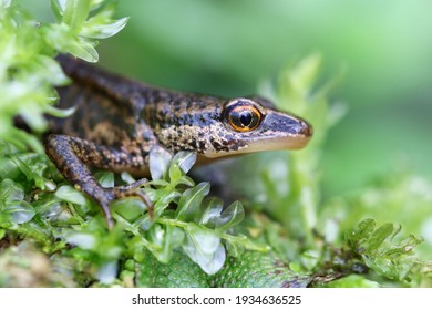 Palmate Newt With Macro Lens