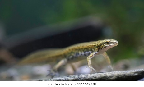 Palmate Newt Male