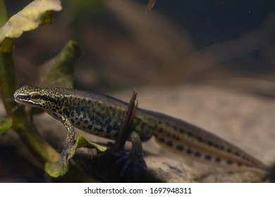 Palmate Newt Male In Pond