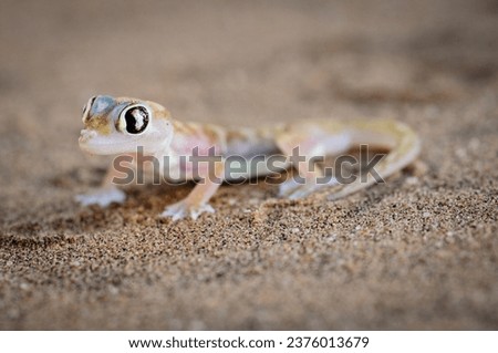 Palmato Gecko (Pachydactylus rangei)- little five reptiles in the dunes near swakopmund namibia