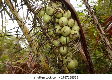 Palmeira Tucum (bactris setosa) small to medium palm, 3 to 8 meters high, trunk covered with thorns. Round fruit, when unripe contains little pulp and water inside and is edible. Manaus, Brazil.