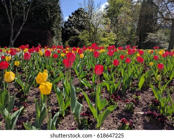 Palmengarten, Frankfurt