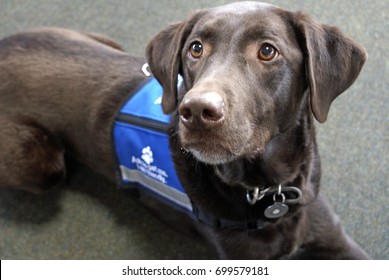 is a therapy dog an assistance dog