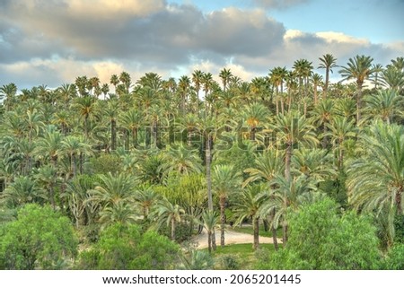 Palmeral of Elche, Spain, HDR Image