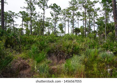 Palmetto Brush With Slash Pine Background