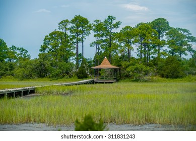 palmetto forest on hunting island beach