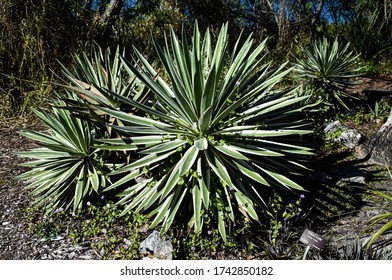 Palmetto. Photo Taken In Tampa, FL.