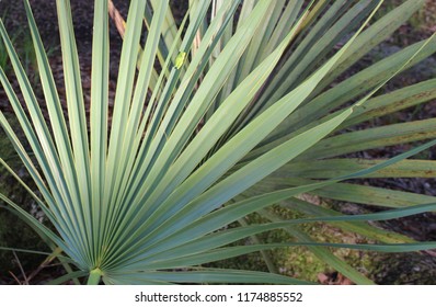 Palmetto (scrub) With Green Tree Frog At Fontainebleau State Park On The North Shore Of Lake Pontchartrain Above New Orleans, Louisiana. 