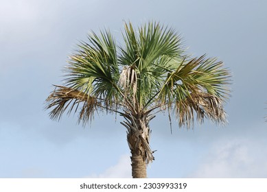 Palmetto Tree on Mount Pleasant, SC - Shutterstock ID 2303993319