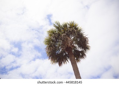 Palmetto Trees In Charleston, South Carolina Under The Blue Sky