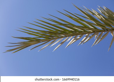Palmleaves
					 with bright blue sky in the back
