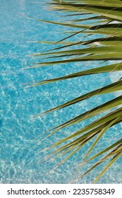 Palmleaves by turquoise pool water 