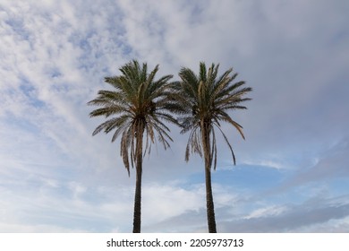 Palms In Alghero City, Province Of Sassari In Northwestern Sardinia. 