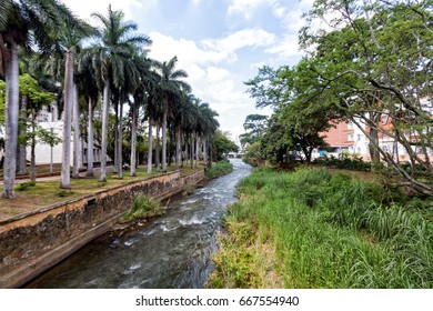 Palms Along The Rio Cali In Downtown Cali, Colombia. 