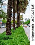 Palms along the streets of Coral Gables Miami Florida