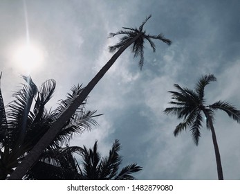 Palms With Blue Sky With Copy Space. Holiday Feeling Perfect For Summer Vibes Shout Outs.