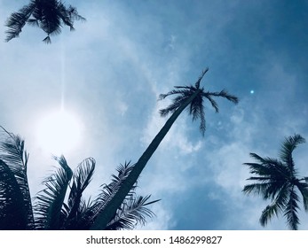 Palms With Blue Sky With Copy Space. Holiday Feeling Perfect For Summer Vibes Shout Outs.