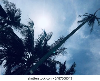 Palms With Blue Sky With Copy Space. Holiday Feeling Perfect For Summer Vibes Shout Outs.