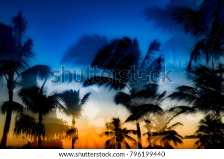 Palms with coconuts trees tropical 