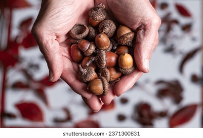 Man’s palms full of large acorns. In the background are dark red autumn leaves